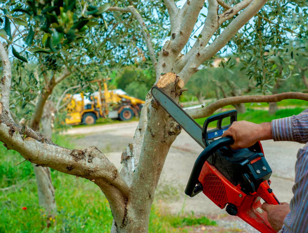 Best Large Tree Removal  in Mesquite, TX